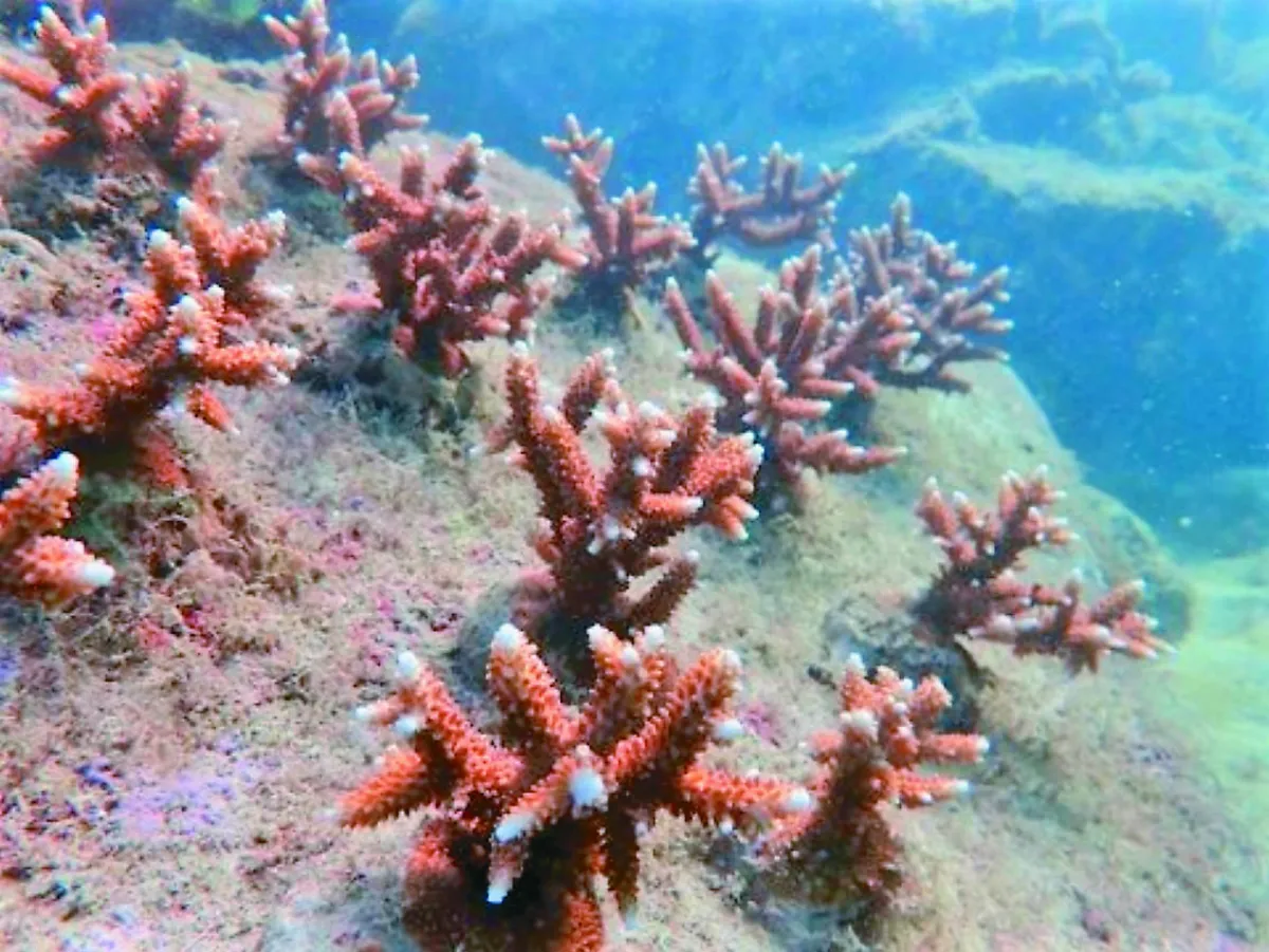 小琉球珊瑚苗圃 長高５公分