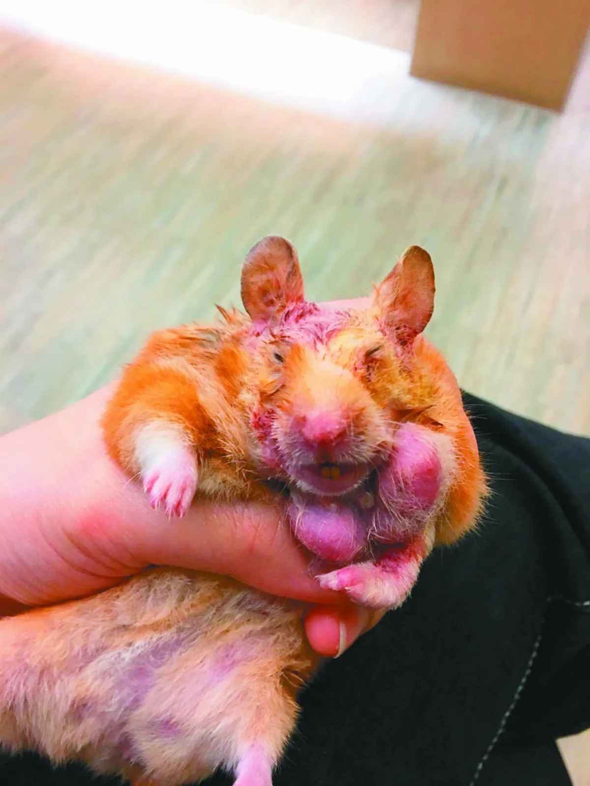 張勝鬘 帶領夥伴救傷寵物鼠