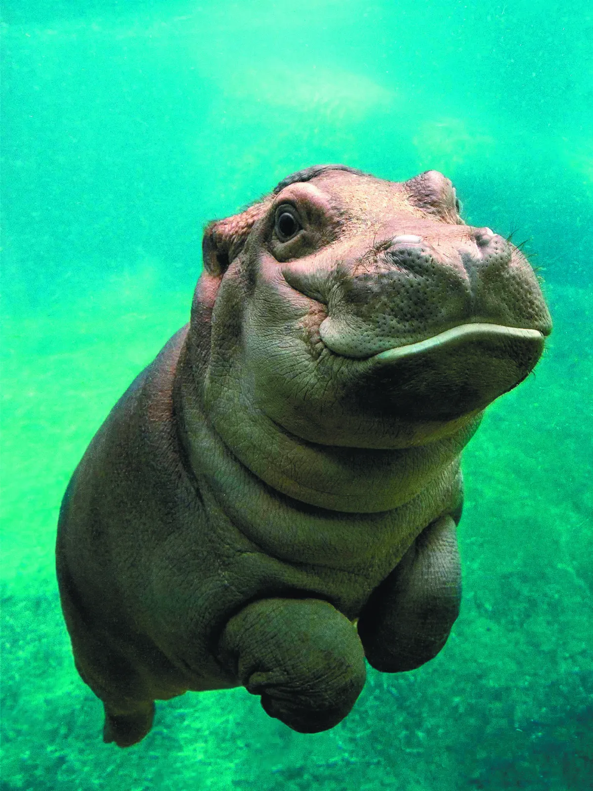 GA 動物瑜伽高手 發功啦！