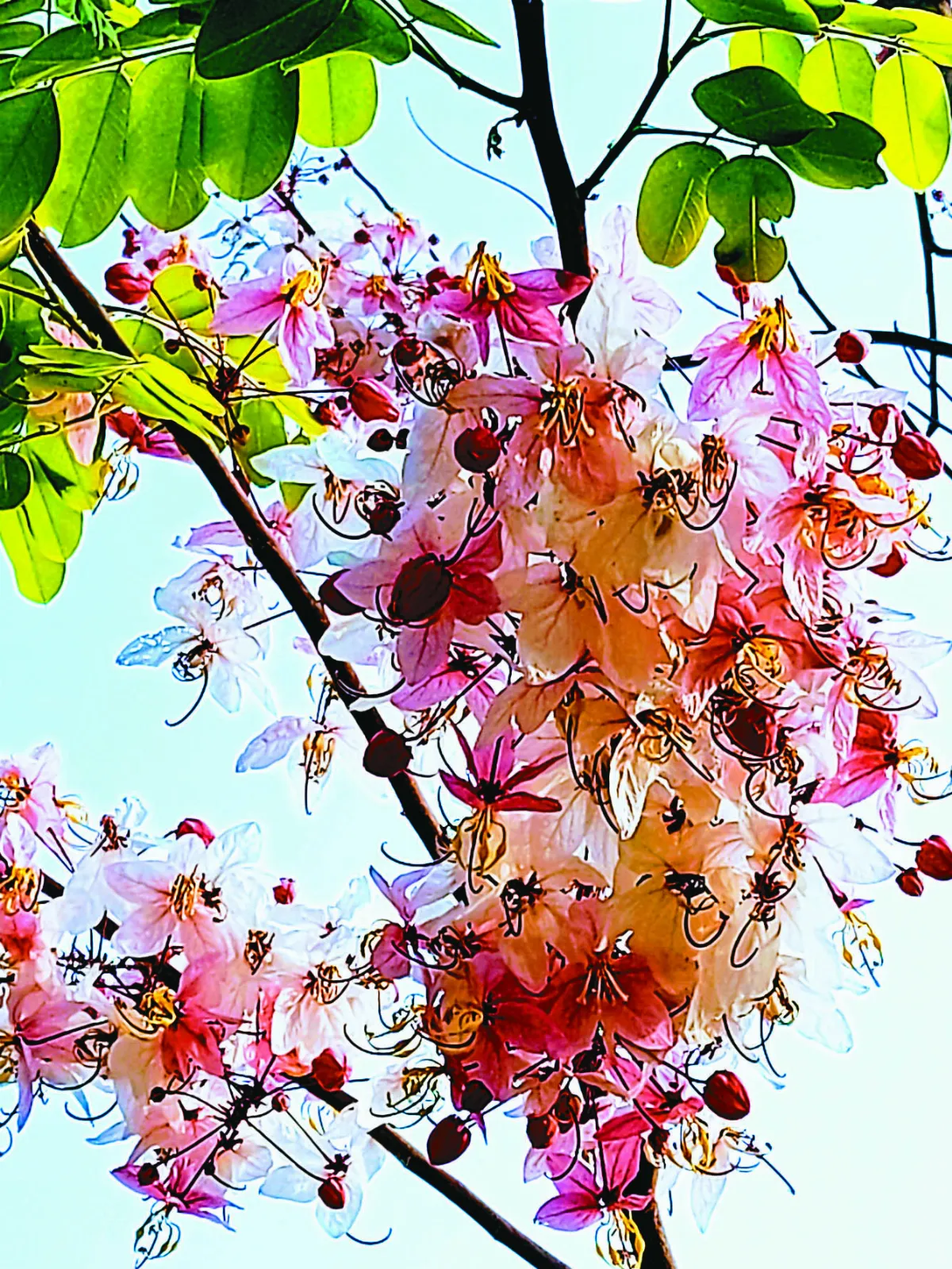 【紀實攝影】 一花一瓦一世界