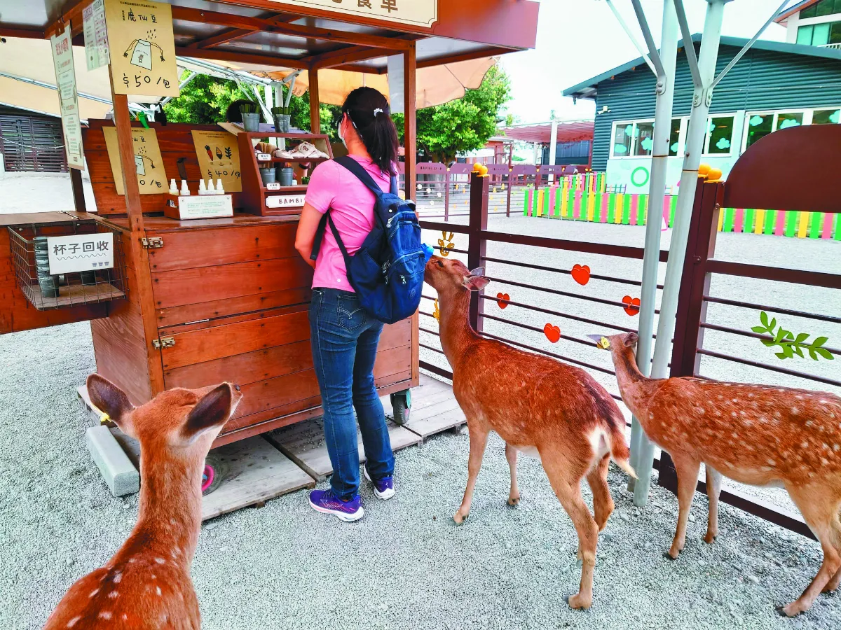 【生活快門】貪吃的梅花鹿