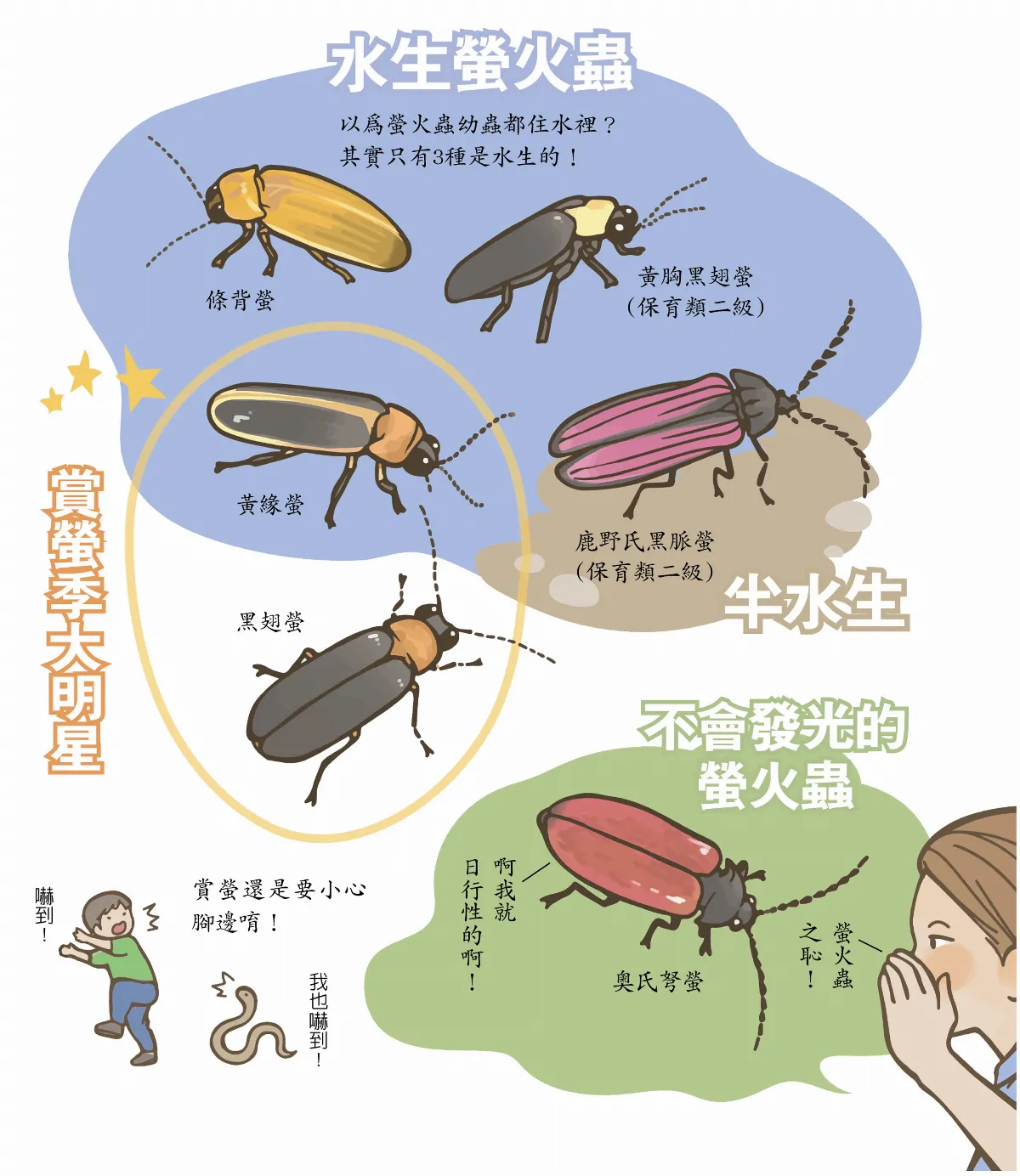 【玉子手札】驚喜多樣的小精靈螢火蟲