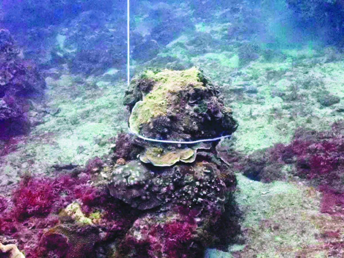 小琉球珊瑚礁  被勒緊當底鉛