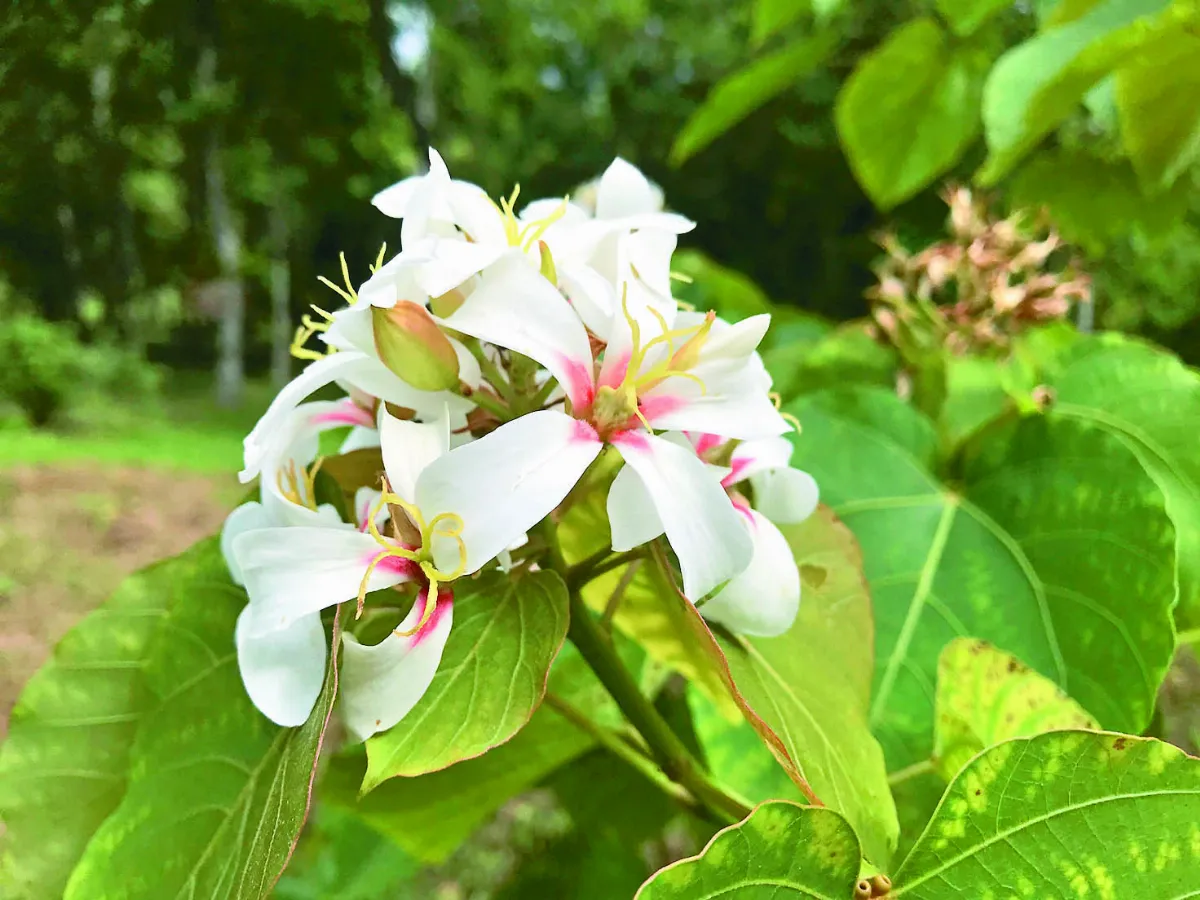 【台灣印象】初夏白雪桐花會