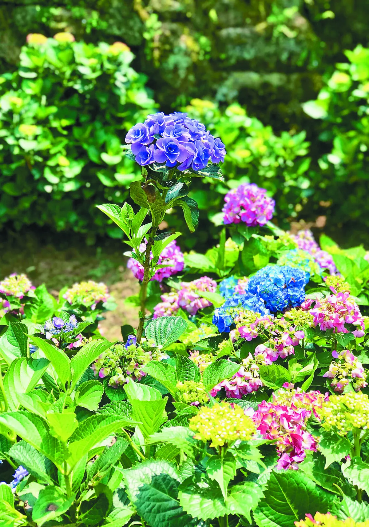 【花就是禪】加油站看花