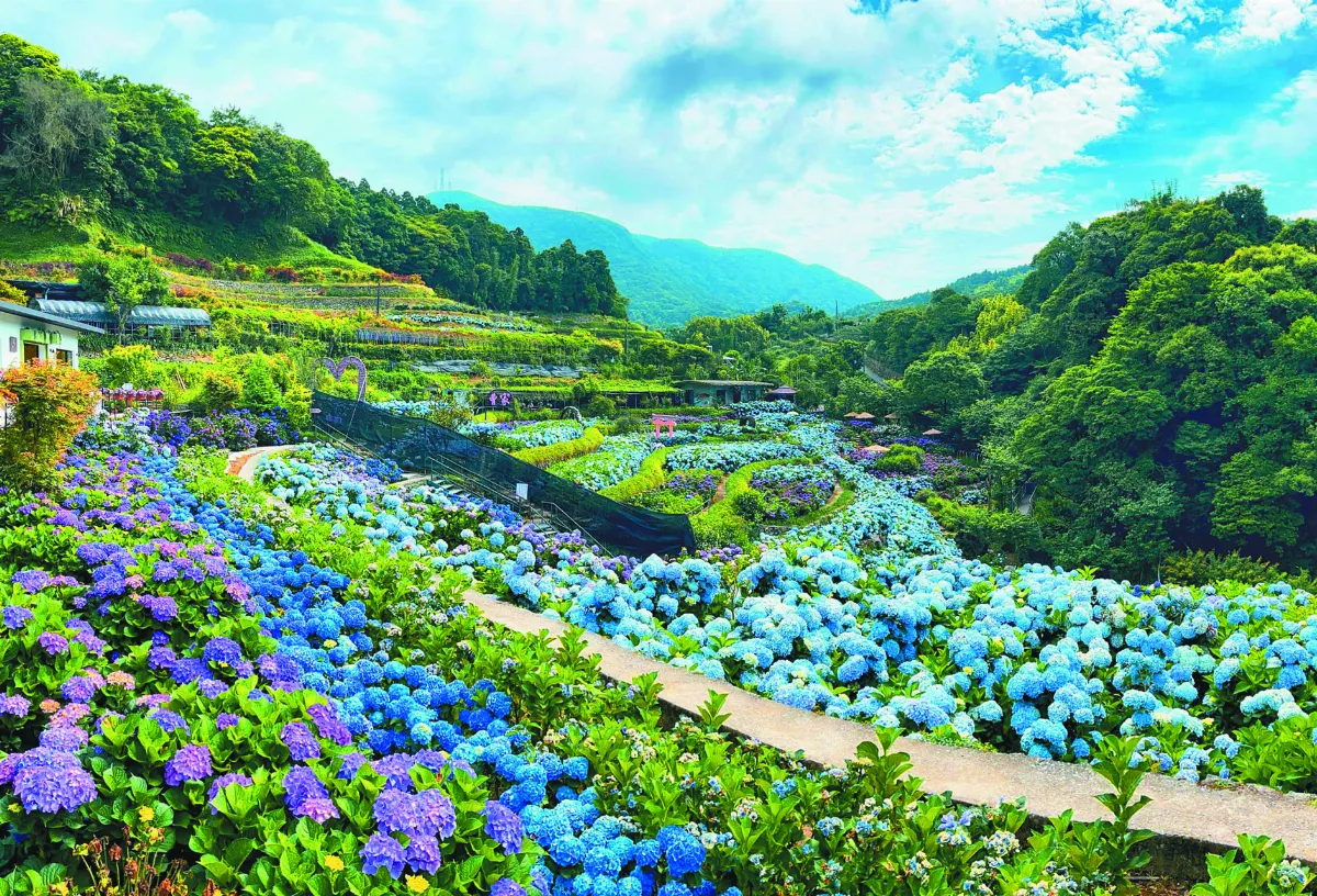 竹子湖繡球花季 專車接駁