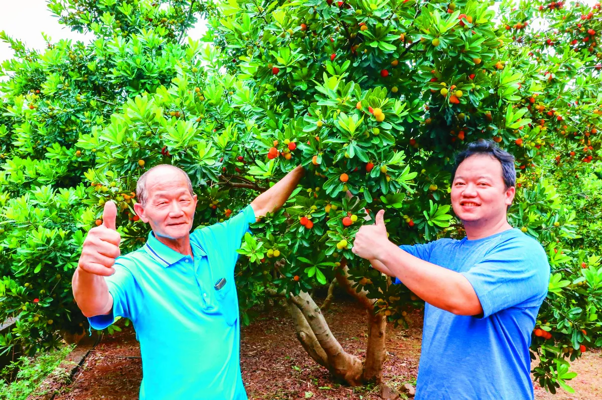 八里樹梅盛產  甘甜好滋味