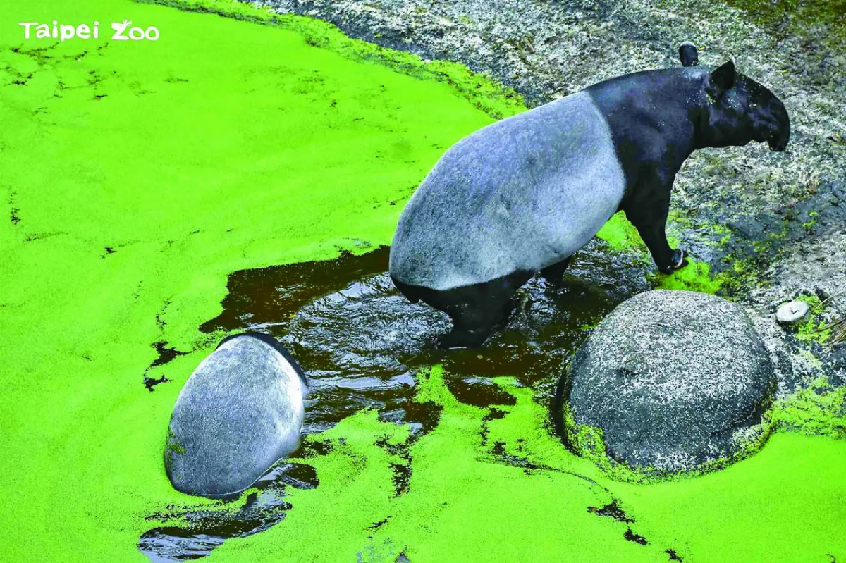 522生物多樣日 北市動物園 邀全民攝影