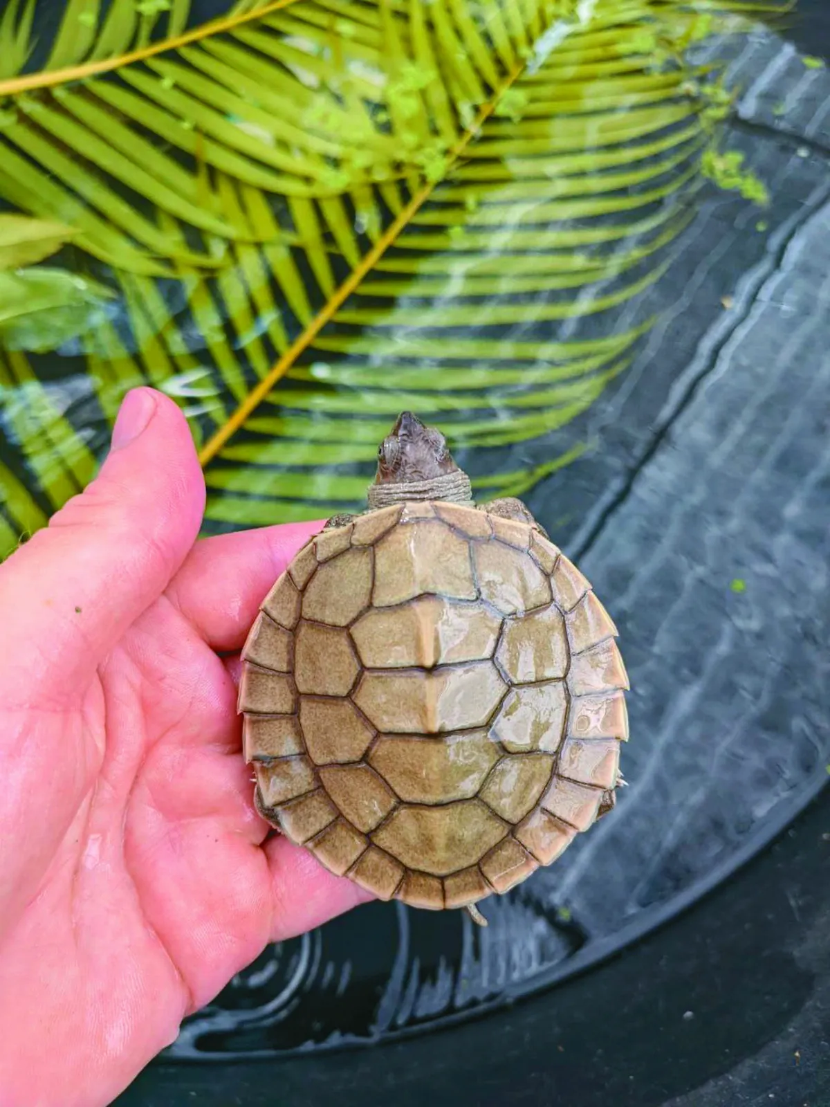 瀕絕馬來潮龜