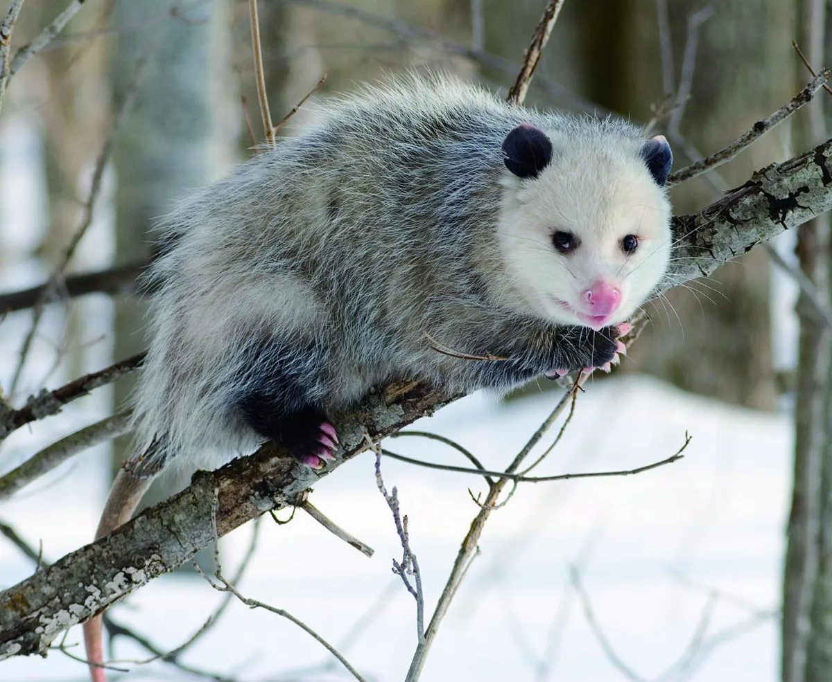 動物裝死之謎