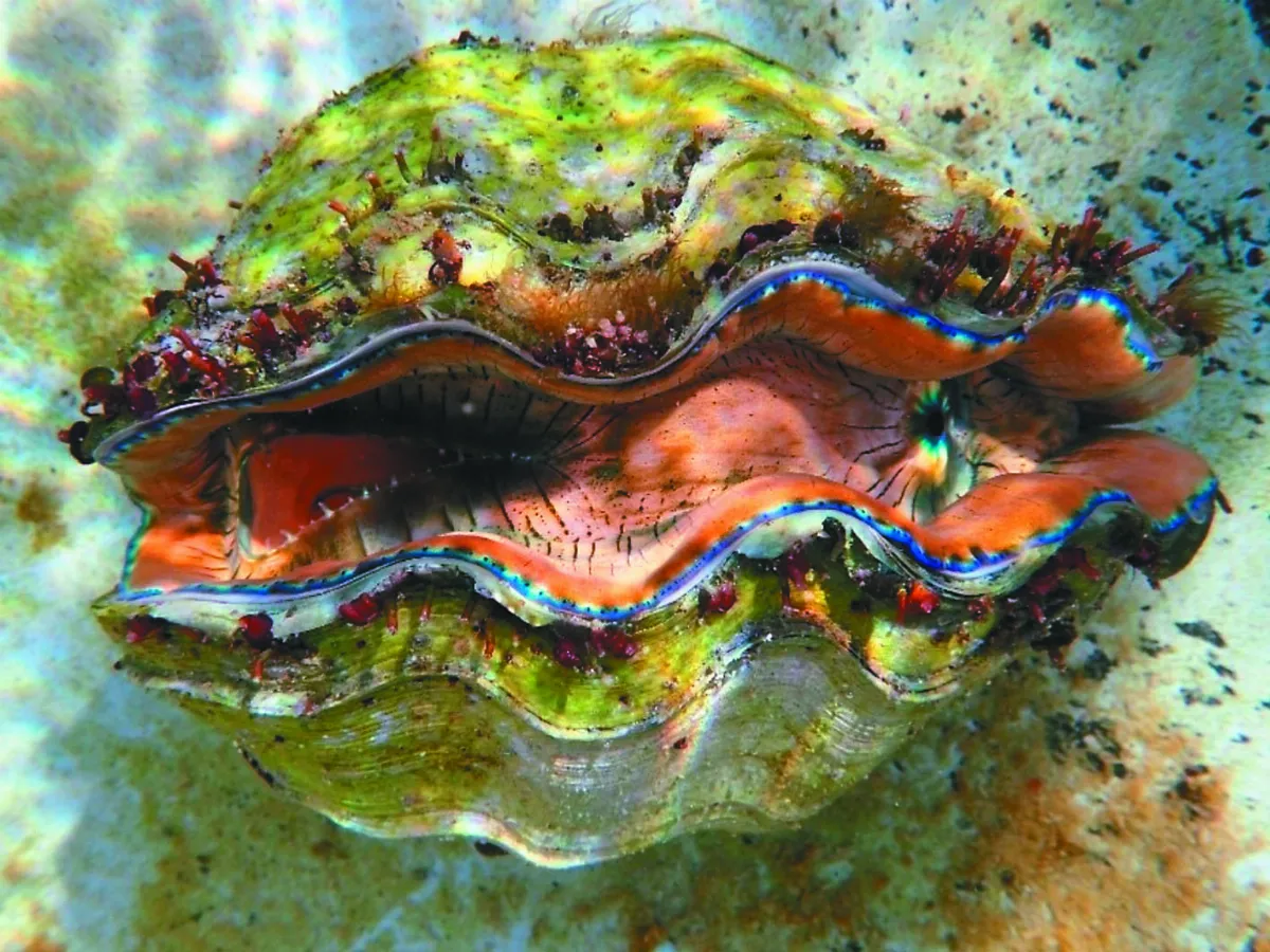 7 種硨磲貝 列珍稀海洋保育類