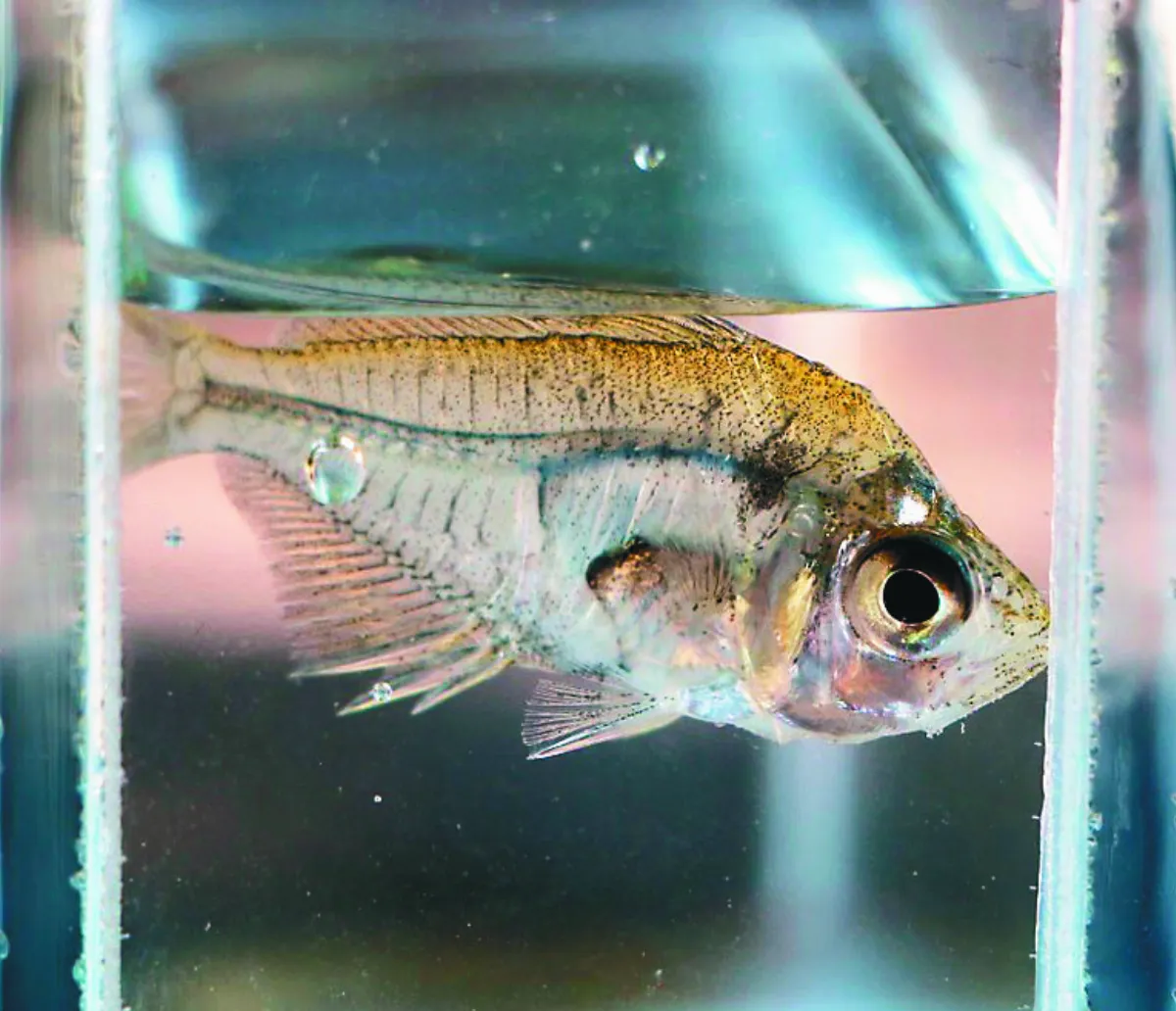 台灣石鮒、玻璃魚… 外來魚種入侵 環團籲護生態