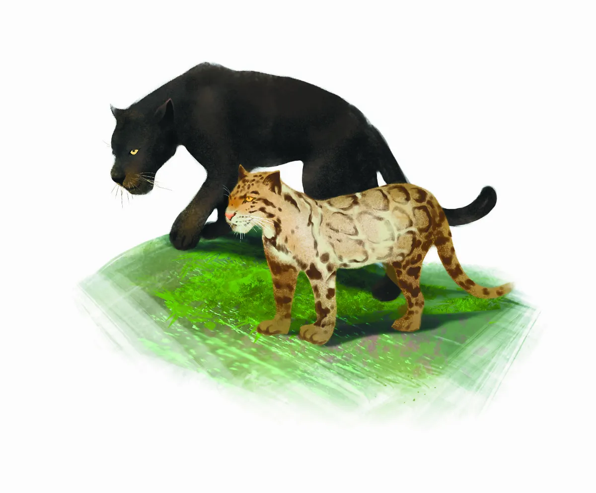 【趣味動物園】 神祕莫測的動物 豹