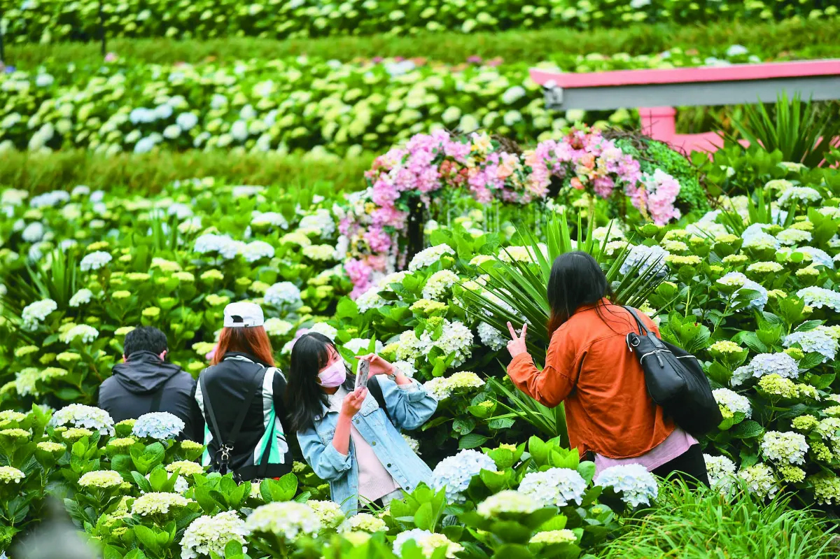 繡球花季 美滿團聚