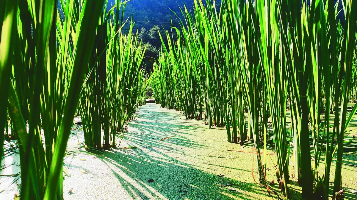 筊白筍木瓜沙拉