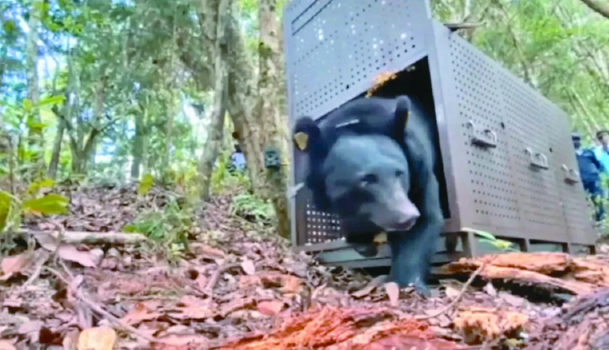 空中築巢、趴趴走範圍48平方公里 黑熊Umas 野放9個月報平安