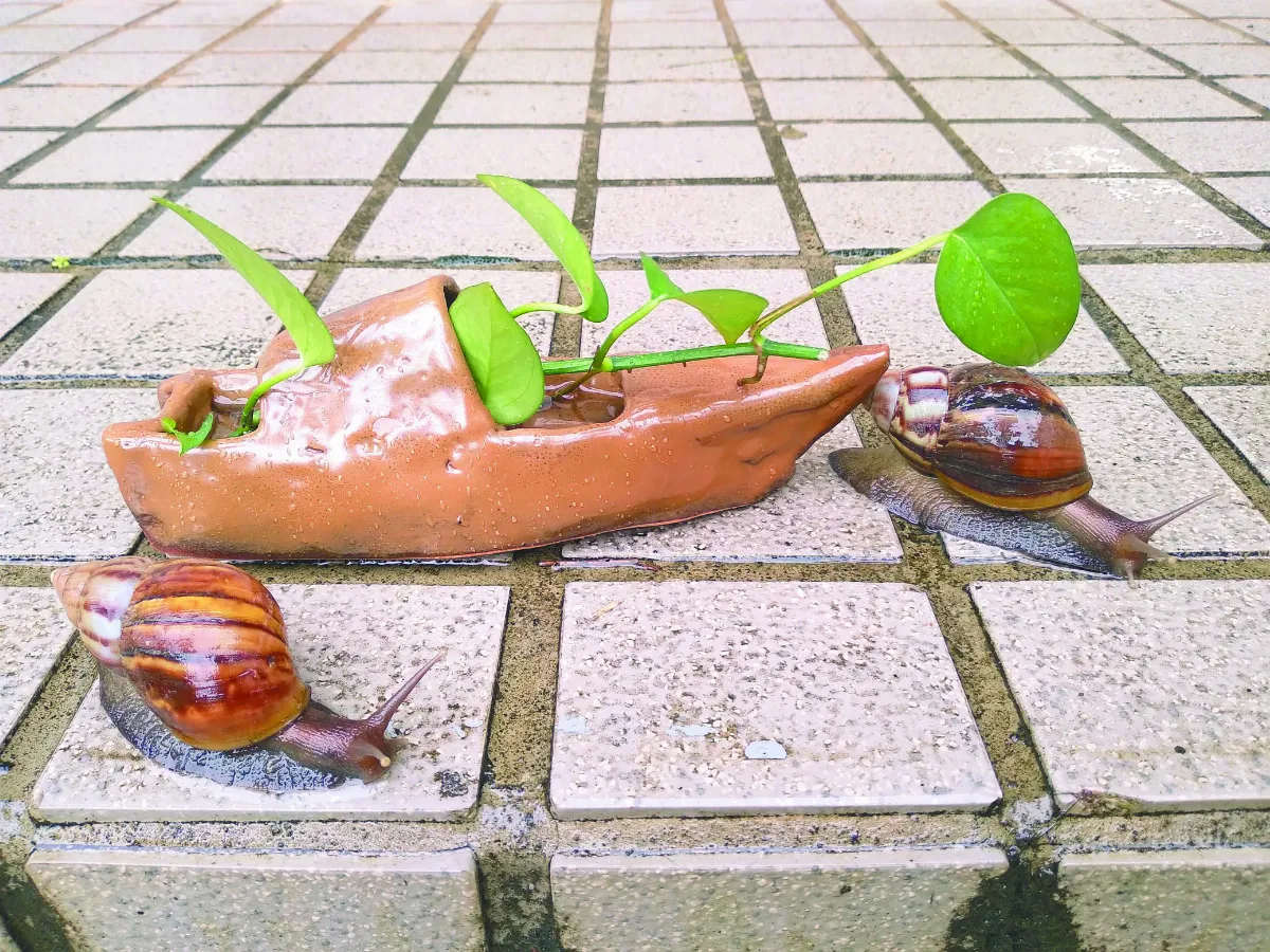 【生活快門】雨後過客