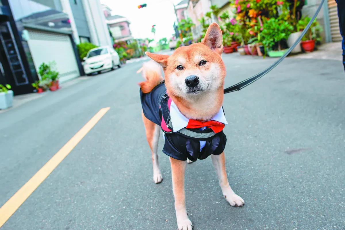 毛小孩財財 過生日