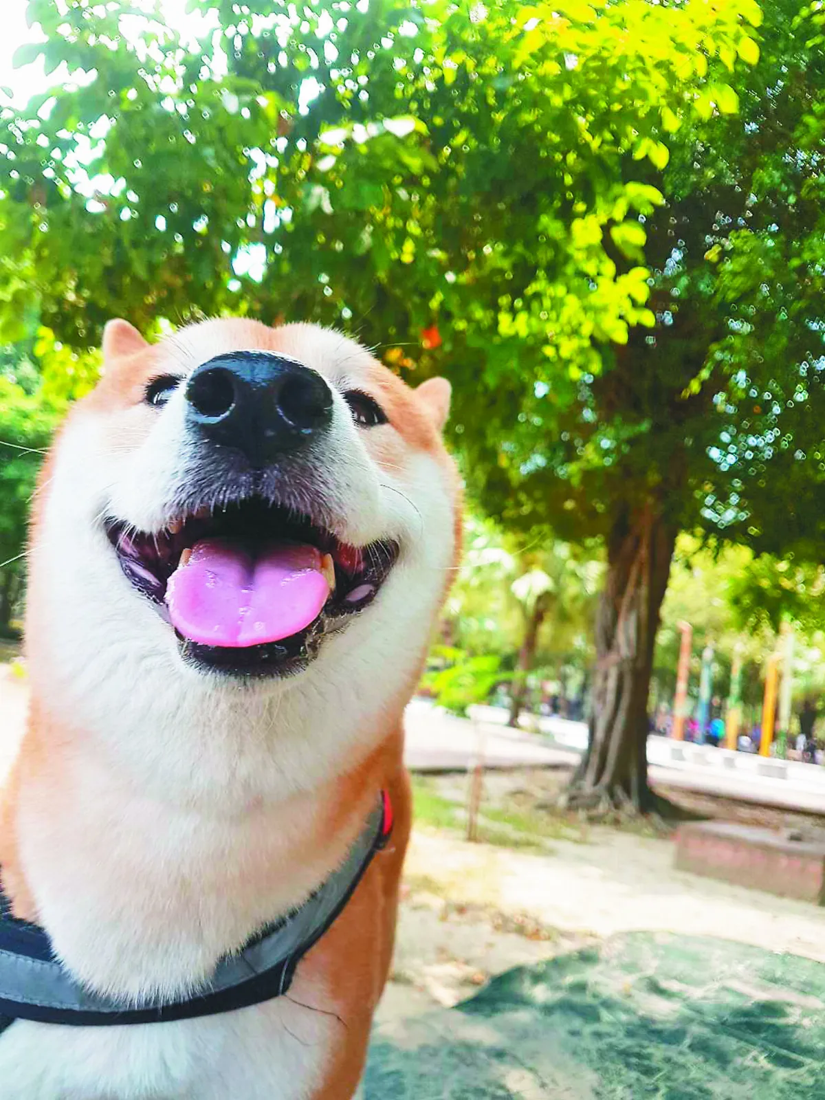 毛小孩財財 過生日