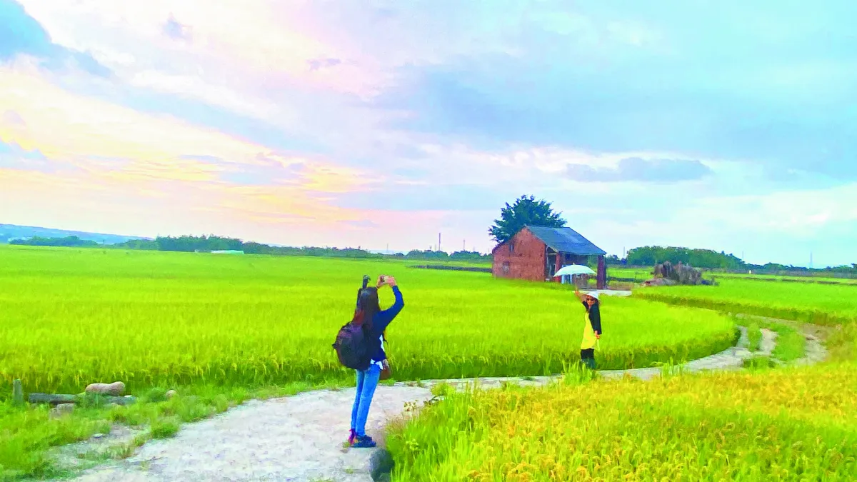 芬園S型稻路  田園好風情