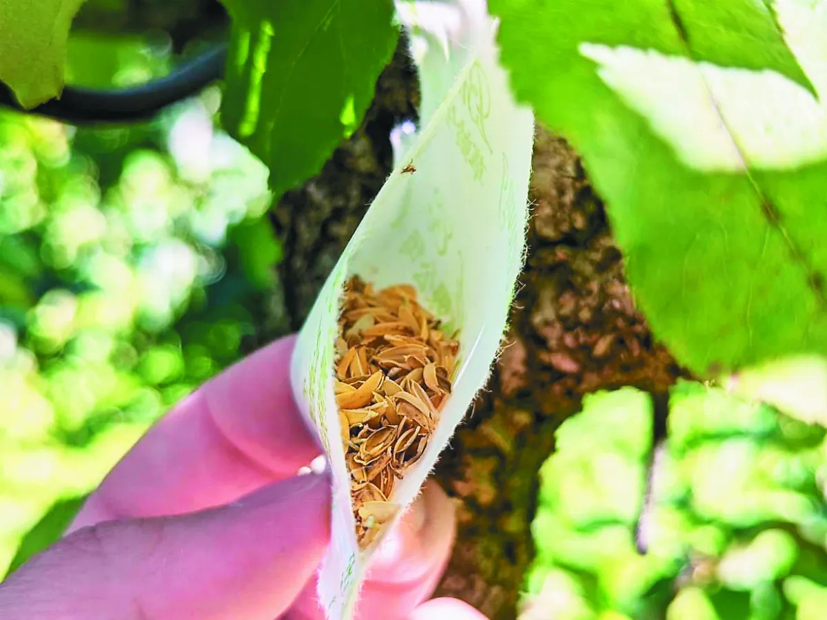 蘋果樹掛茶包  袋有草蛉除害蟲