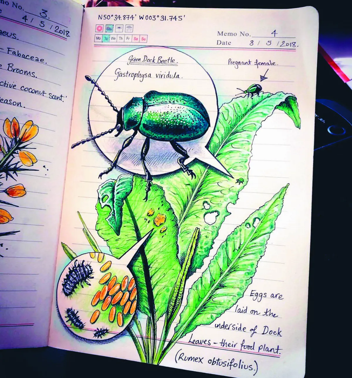 自然日誌 畫出德文郡森林祕密