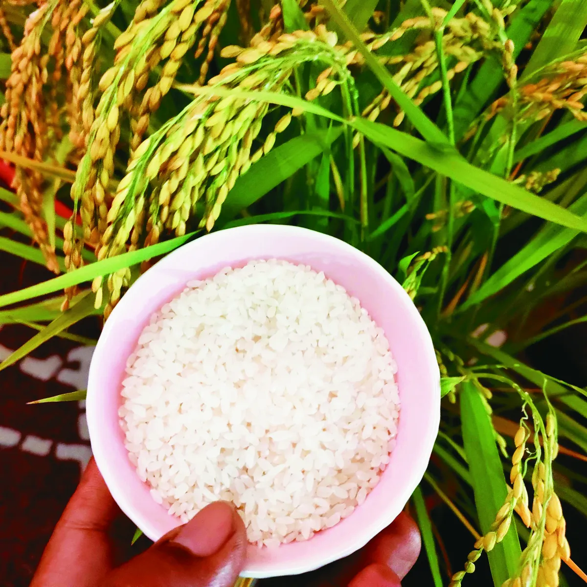 台東35號米 征服米其林主廚味蕾