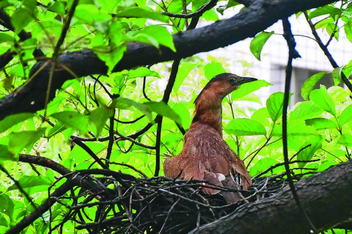 【疫外之情】鳥語