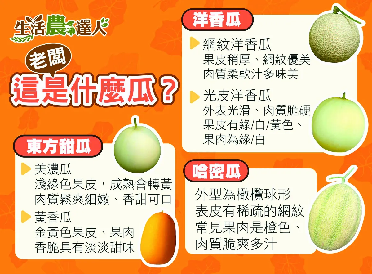 辨別甜瓜家族祕訣   從外觀跟表皮下手