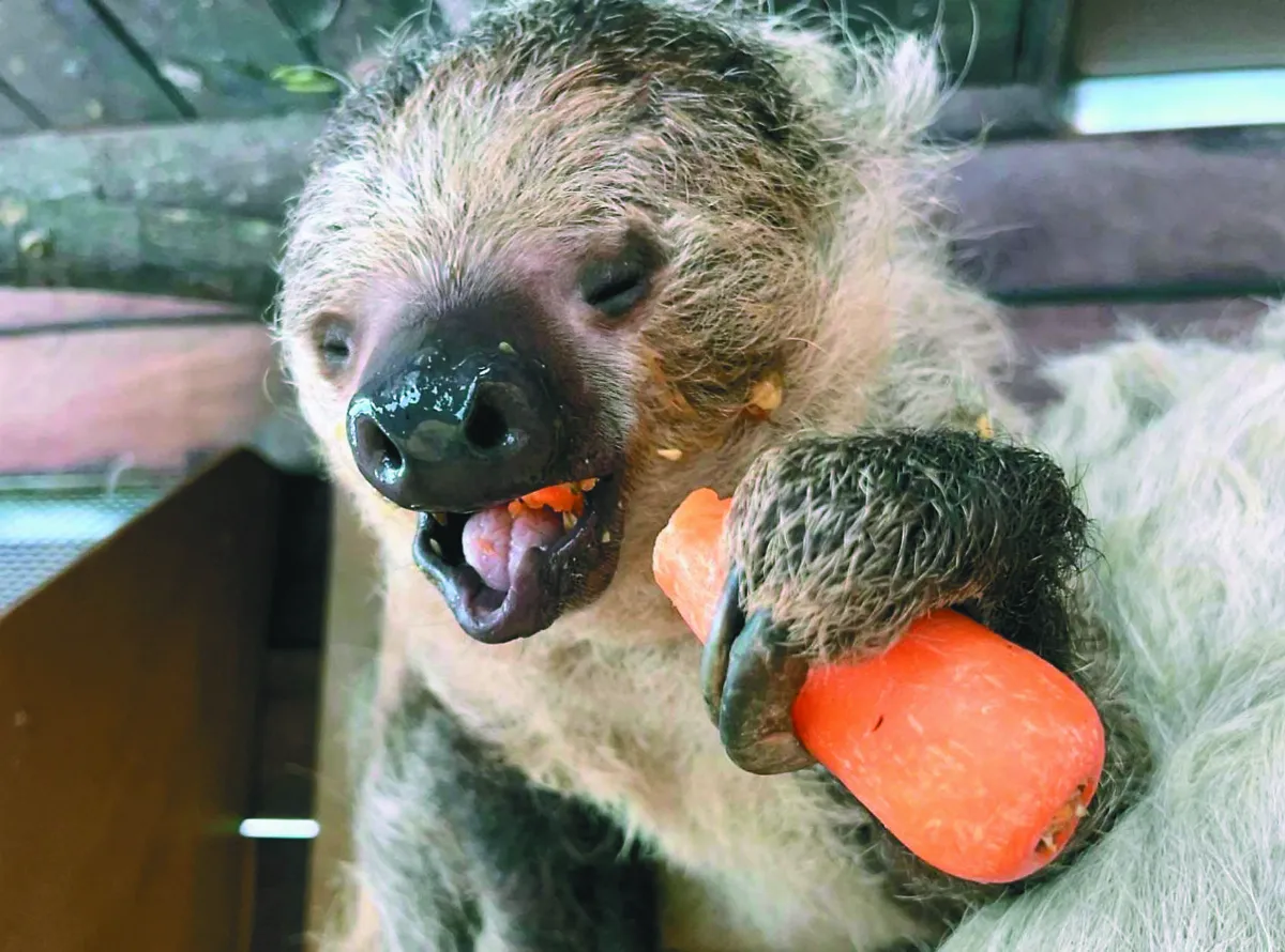 下架蔬果直送 動物樂當吃貨