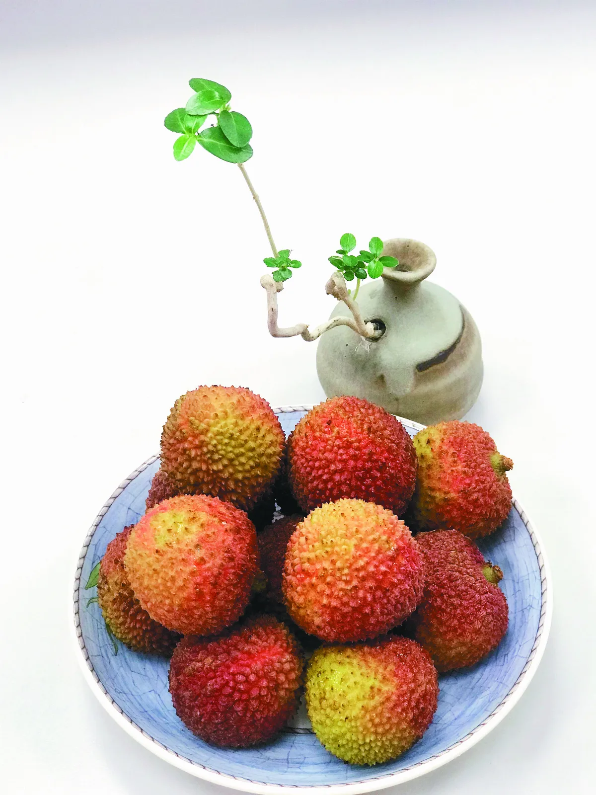 【自然筆記】荔枝有故事