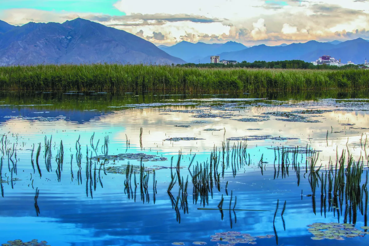 拉薩之肺 生機盎然