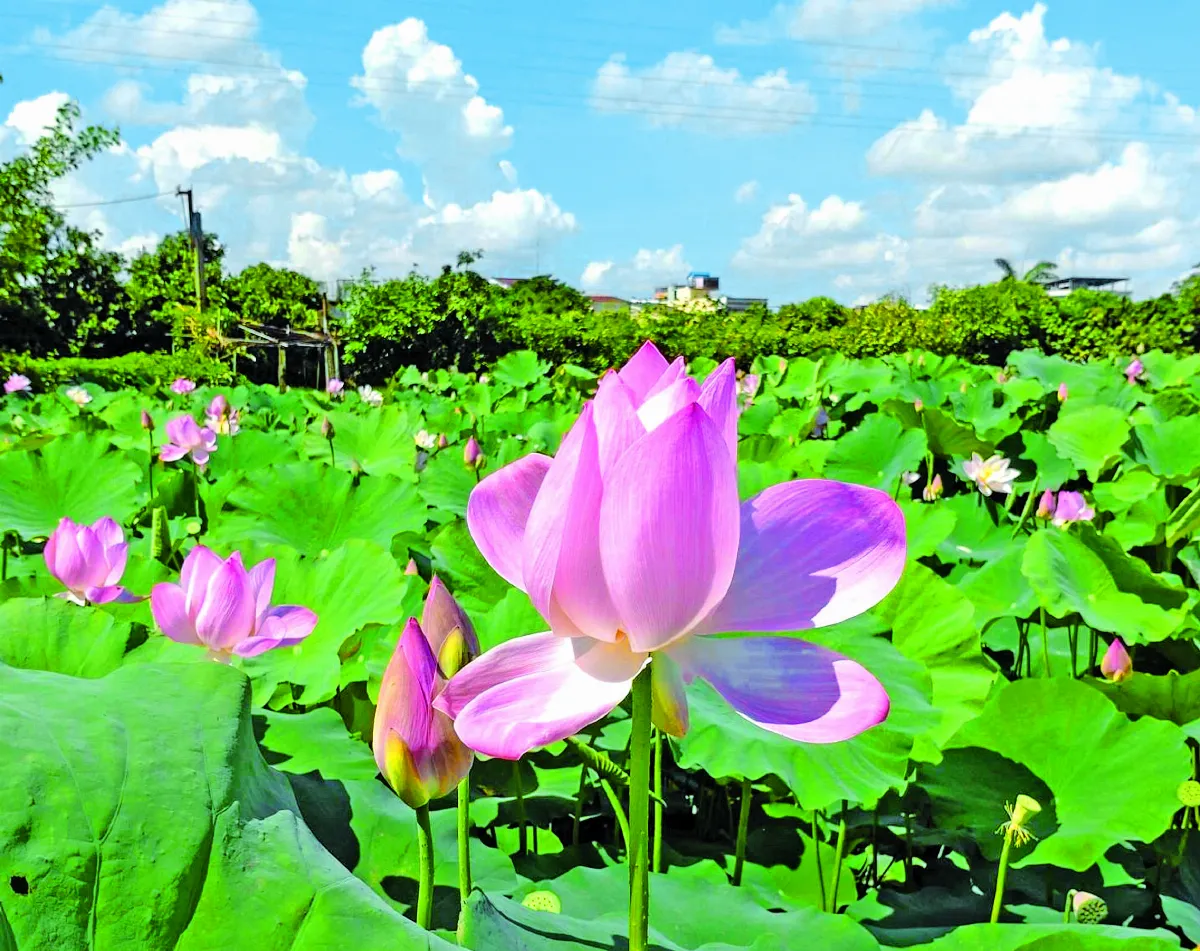 【生命畫語】蓮的慈悲
