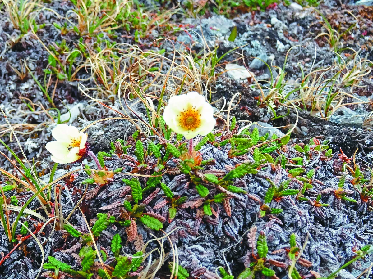 【挪威花間集】斯瓦巴群島花草特寫（上） 仙女木與四棱岩須