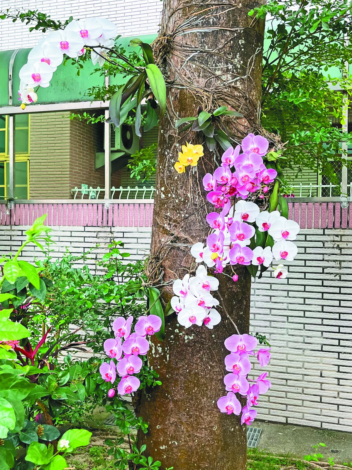 蝴蝶蘭展笑顏