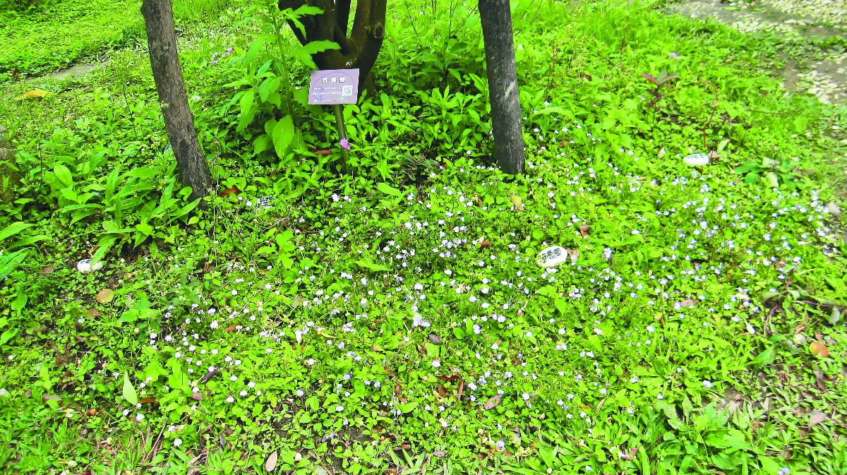 【芬芳步履】小野花通泉草