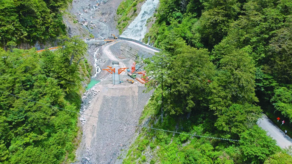 搶救3百年紅檜 武雄橋改道讓樹