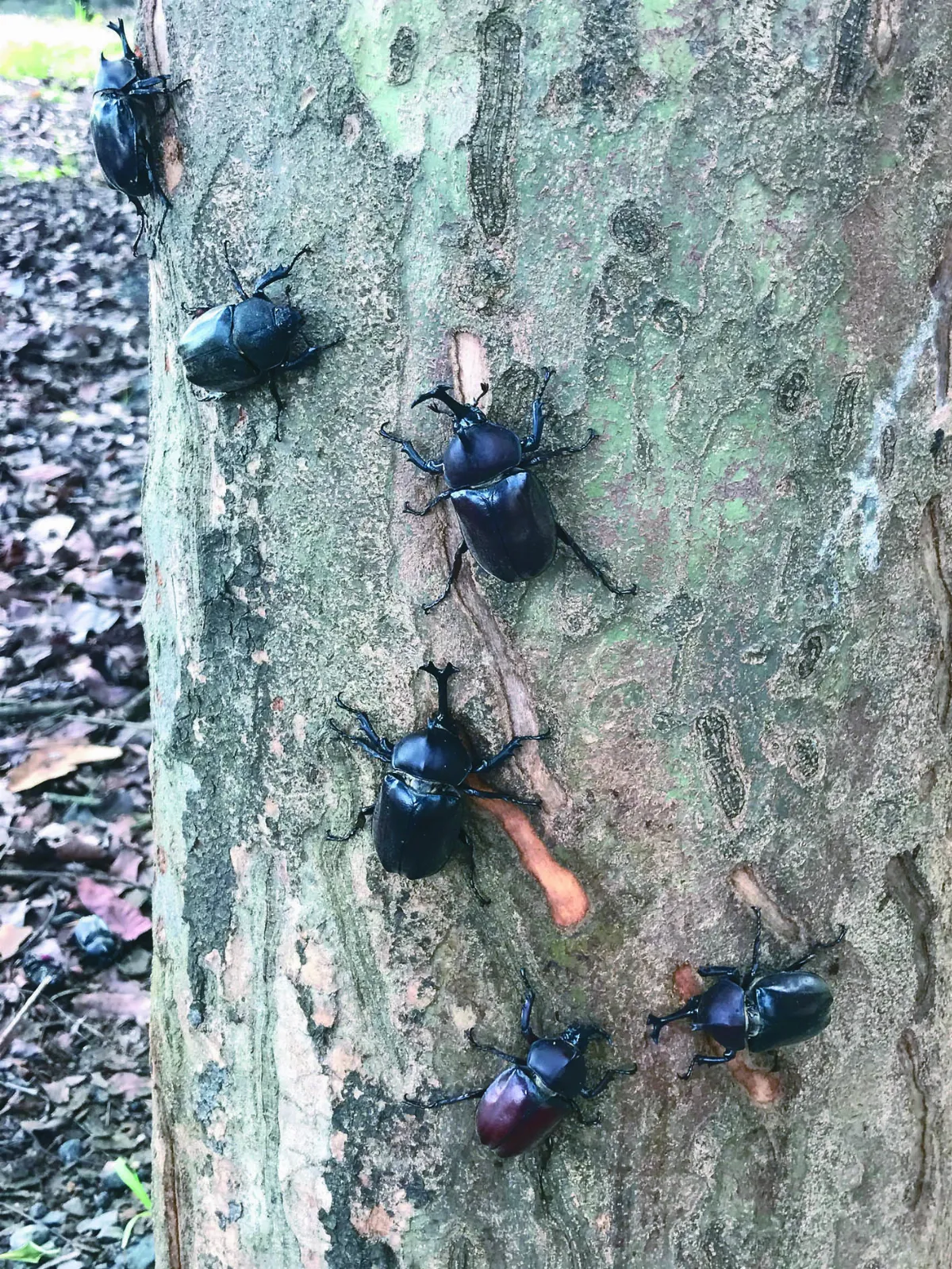 圓林仔生態保育 獨角仙大發生