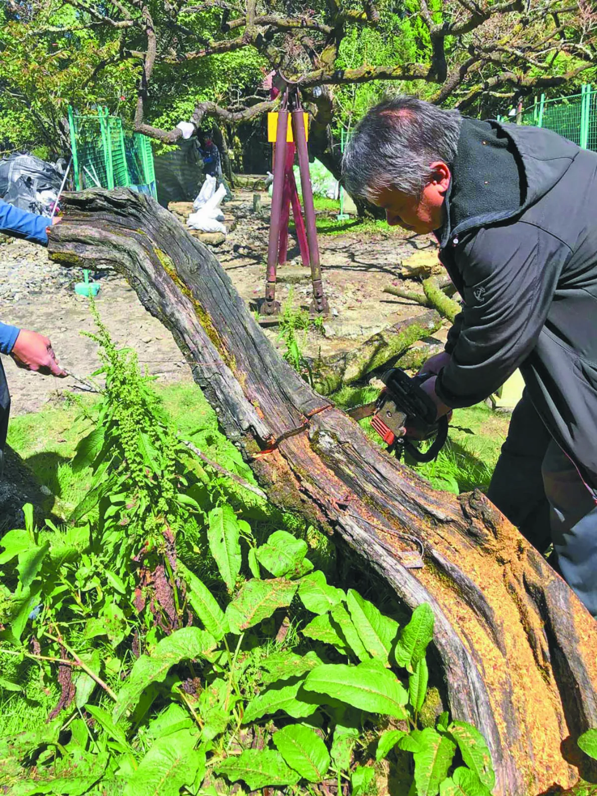 百年吉野櫻染病 培育二代木再現風華