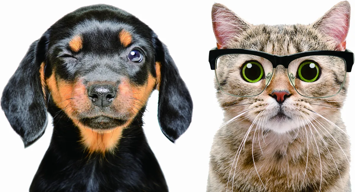 動物能 看到不同顏色嗎？