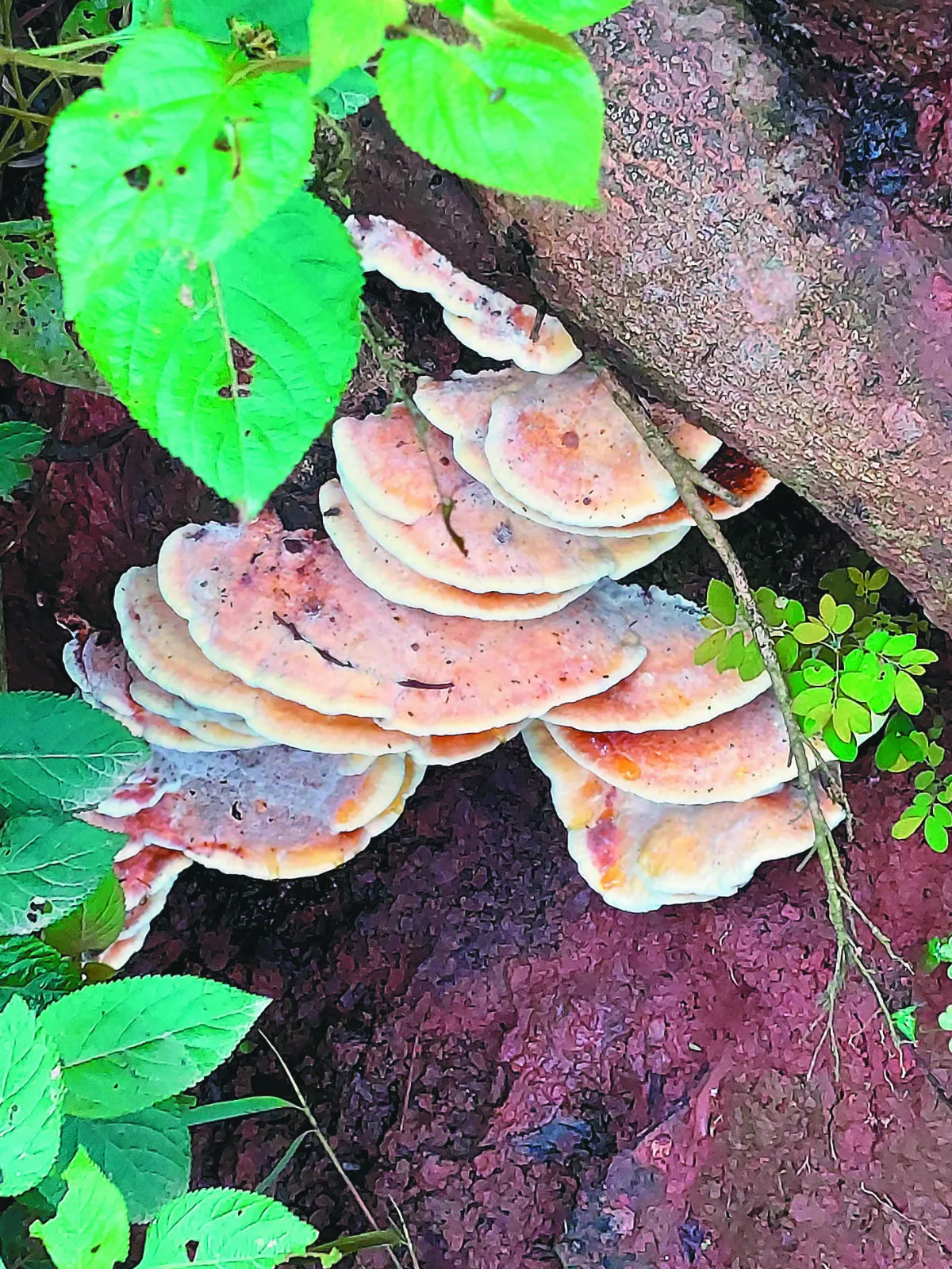 【海闊天空】野外走踏 邂逅類桃花源