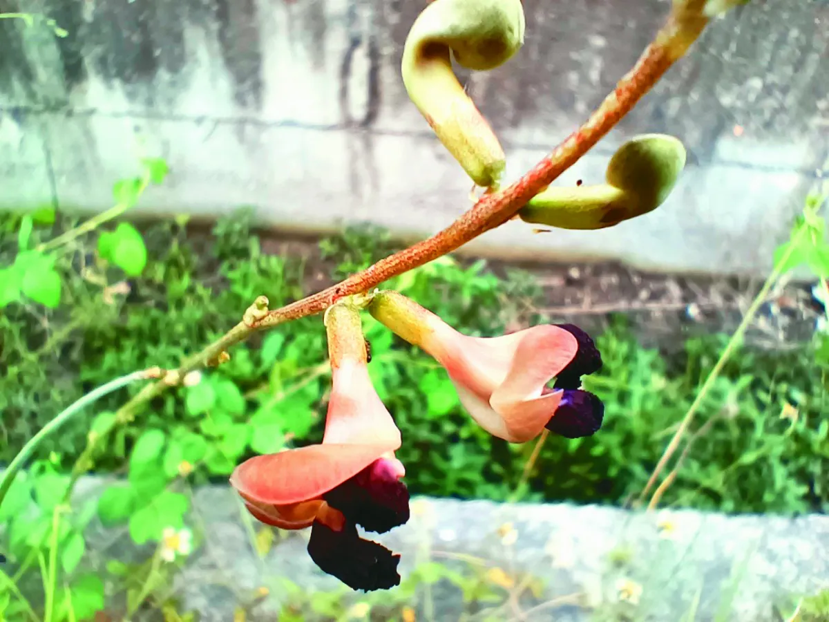 人類學家般的植物探奇