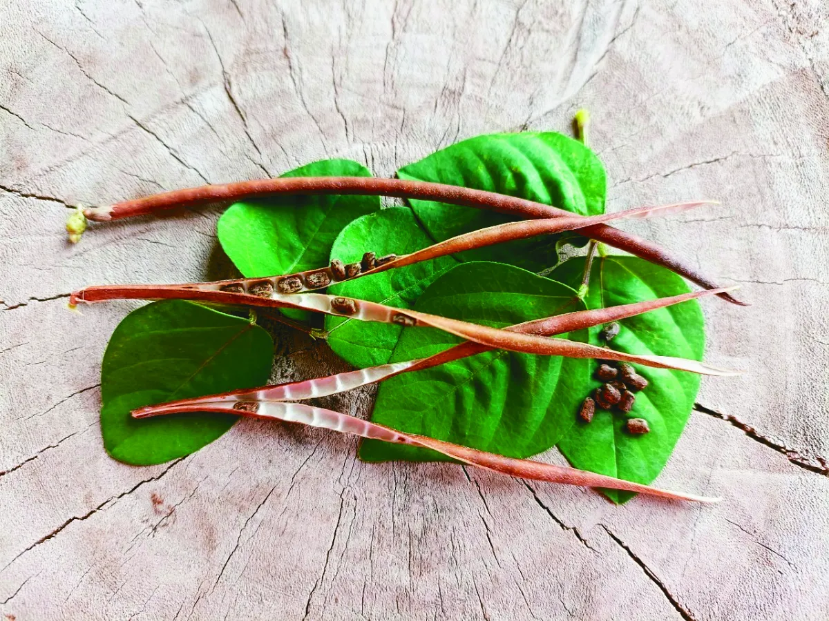 人類學家般的植物探奇