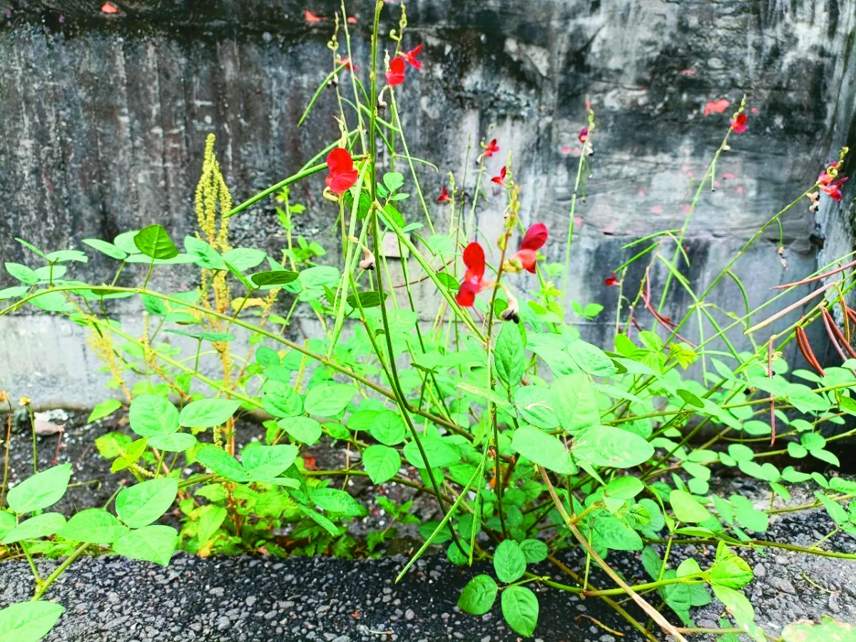 人類學家般的植物探奇