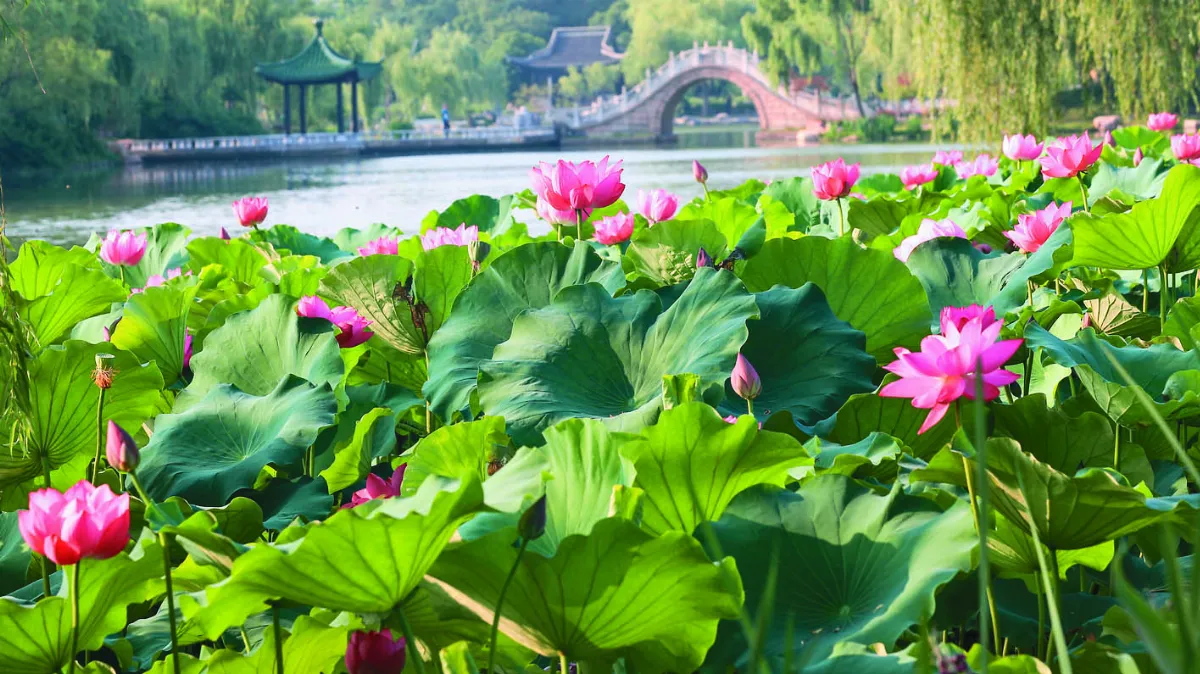 夏日瘦西湖 荷花綻放