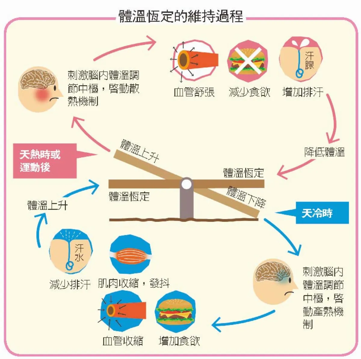 人類如何讓體溫恆定？