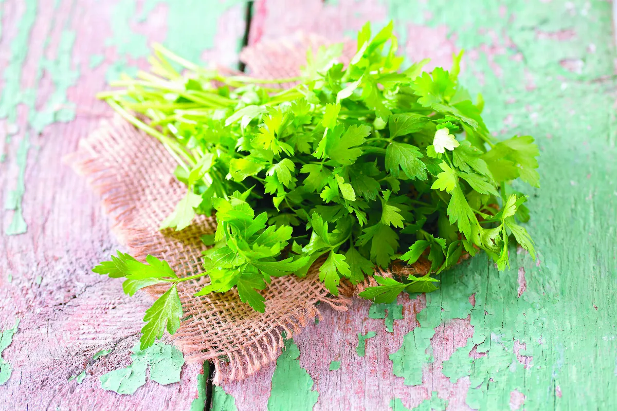 確診康復記憶卡卡 吃香菜可改善腦霧