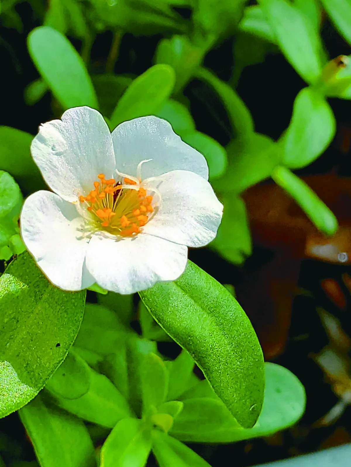 【大自然筆記】 白花馬齒莧