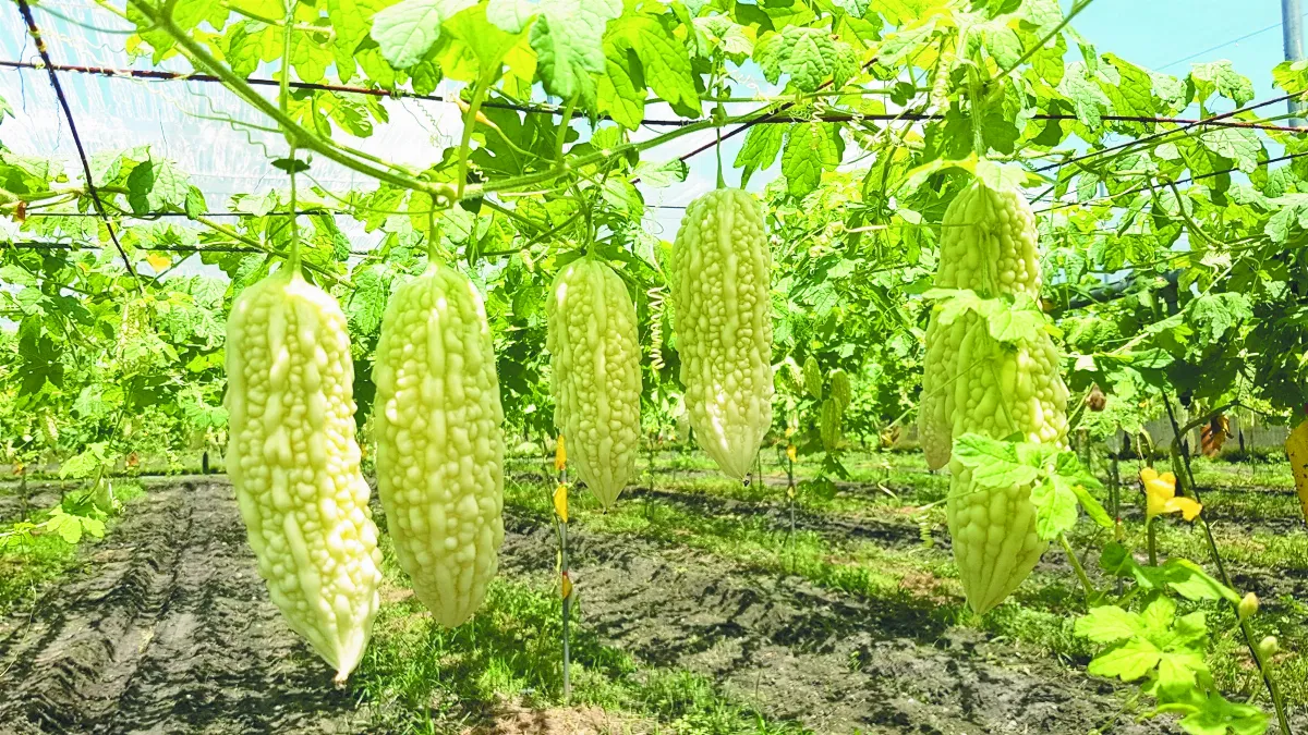 山苦瓜產值高  花蓮秀林將廣植