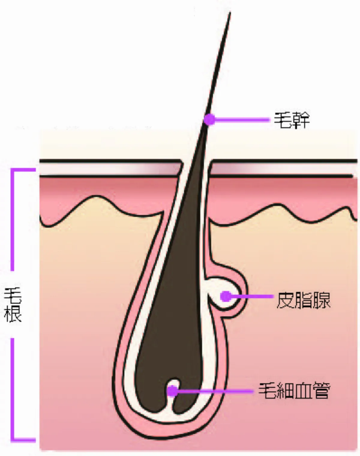 頭髮和指甲 為何能一直長？
